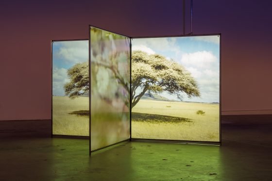 Diana Thater captura el alma mágica de los paisajes africanos/ Foto: Diana Thater and The Mistake Room Inc,/ Fredik Nilsen